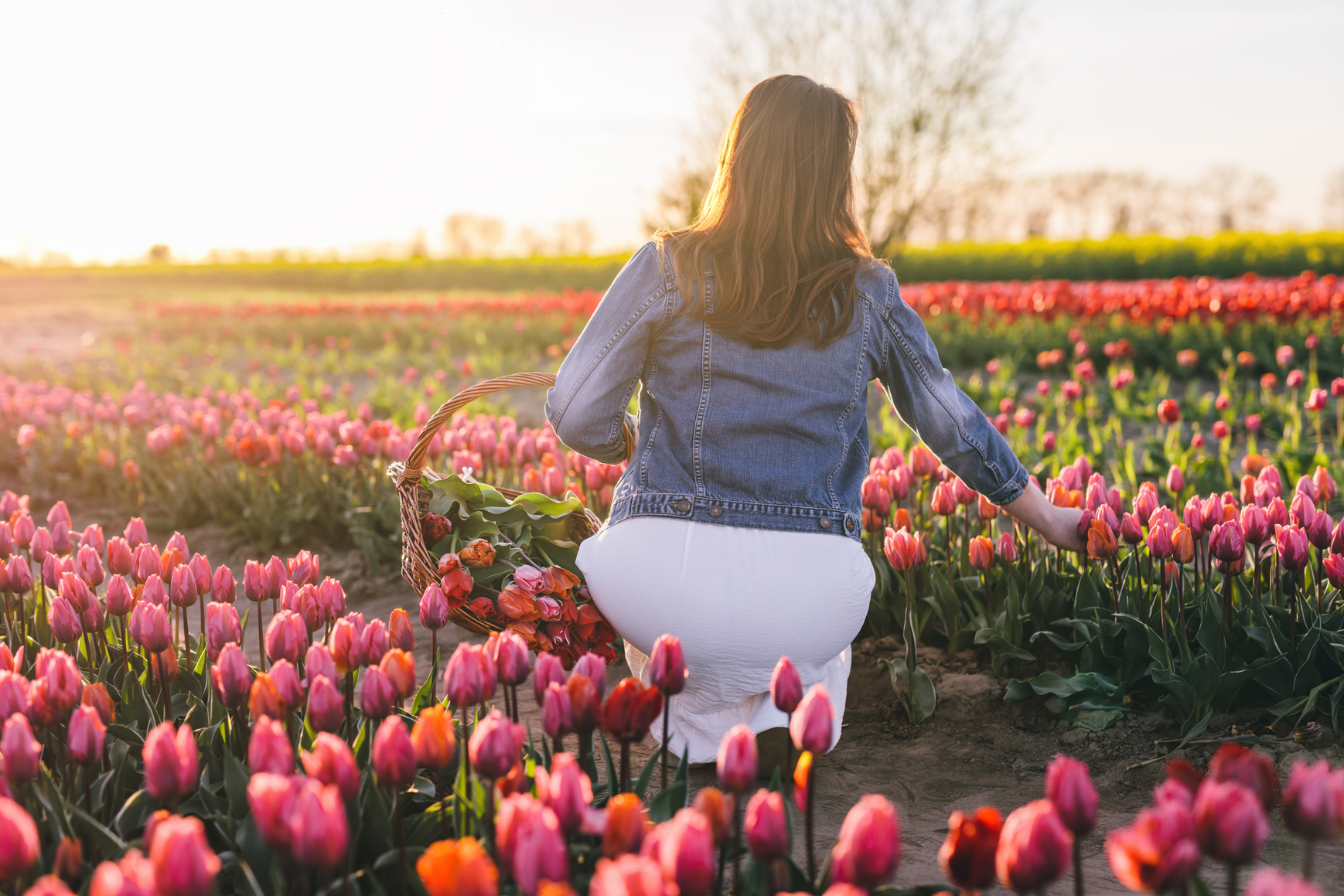 Woman picking flowers on tulip field in spring